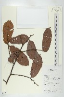 登錄號:S069790藏品圖，第1張