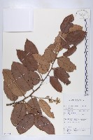 登錄號:S069791藏品圖，第1張