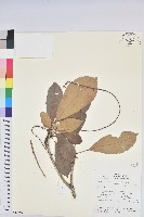 登錄號:S069792藏品圖，第1張