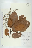 登錄號:S069795藏品圖，第1張