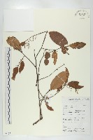 登錄號:S069797藏品圖，第1張