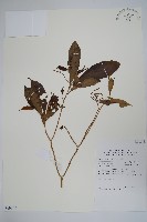 登錄號:S069802藏品圖，第1張