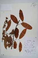 蟻花藏品圖，第1張