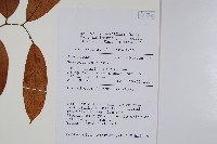 蟻花藏品圖，第2張