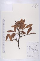 登錄號:S069804藏品圖，第1張