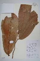 登錄號:S069805藏品圖，第1張