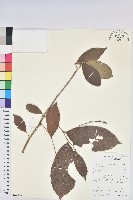 登錄號:S069806藏品圖，第1張