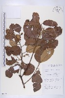 登錄號:S069808藏品圖，第1張