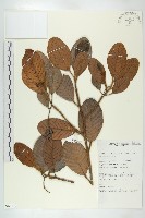 登錄號:S069812藏品圖，第1張