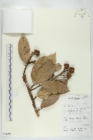 登錄號:S069813藏品圖，第1張