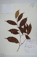 登錄號:S069814藏品圖，第1張