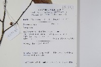 登錄號:S069814藏品圖，第2張