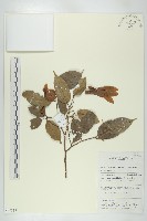 登錄號:S069817藏品圖，第1張