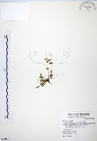 小椒草藏品圖，第1張