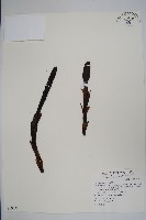 穗花蛇菰藏品圖，第1張