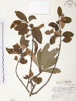 杜鵑桑寄生藏品圖，第1張