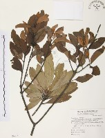 杜鵑桑寄生藏品圖，第1張