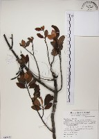 高氏桑寄生藏品圖，第1張