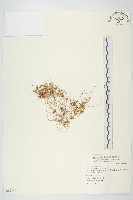 菟絲子藏品圖，第1張