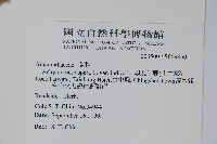 印度牛膝、土牛藤藏品圖，第2張