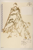 銀膠菊藏品圖，第1張