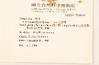 銀膠菊藏品圖，第2張