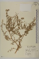 變葉藜、毛綠珠藜藏品圖，第1張