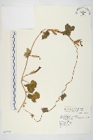 碗仔花藏品圖，第1張