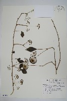 三葉五加藏品圖，第1張