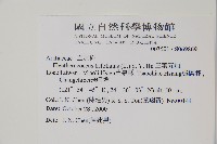 三葉五加藏品圖，第2張