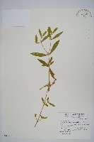 蓮子草藏品圖，第1張