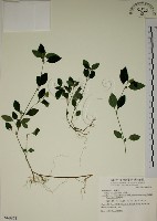 爵床藏品圖，第1張