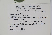 土牛膝藏品圖，第2張