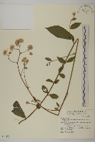 大頭艾納香藏品圖，第1張