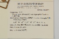 大頭艾納香藏品圖，第2張