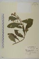 生毛將軍藏品圖，第1張