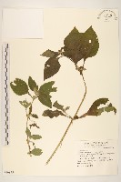 金腰箭藏品圖，第1張