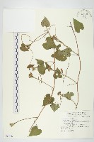 紅花野牽牛藏品圖，第1張