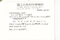 紅花野牽牛藏品圖，第2張