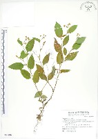 火炭母草、清飯藤藏品圖，第1張