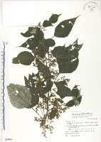 青苧麻藏品圖，第1張