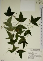 三角葉西番蓮藏品圖，第1張