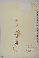 登錄號:S069907藏品圖，第1張