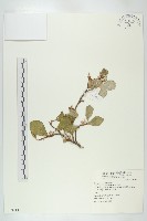 宜梧藏品圖，第1張