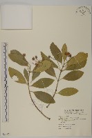 日本衛矛, 大葉黃楊藏品圖，第1張