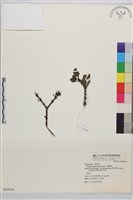 小葉鼠李藏品圖，第1張