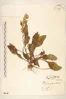 登錄號:S069926藏品圖，第1張