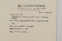 香澤蘭、飛機草藏品圖，第2張