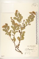 鯽魚膽、闊苞菊藏品圖，第1張