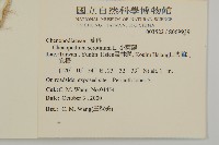 小葉藜藏品圖，第2張